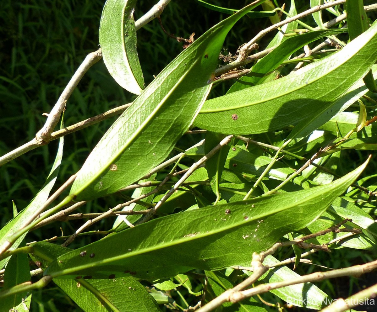 Pothos remotiflorus Hook.